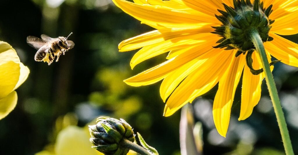 Macro shot of a bee pollinating yellow flowers, showcasing nature's vibrant beauty during spring.